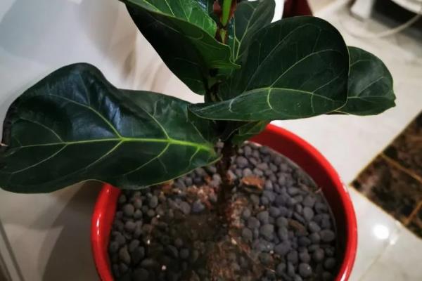 琴叶榕一年可以长多高，养护得当时能达到2米左右