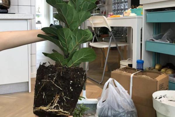 琴叶榕一年可以长多高，养护得当时能达到2米左右