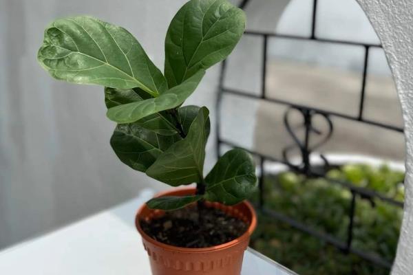 琴叶榕一年可以长多高，养护得当时能达到2米左右