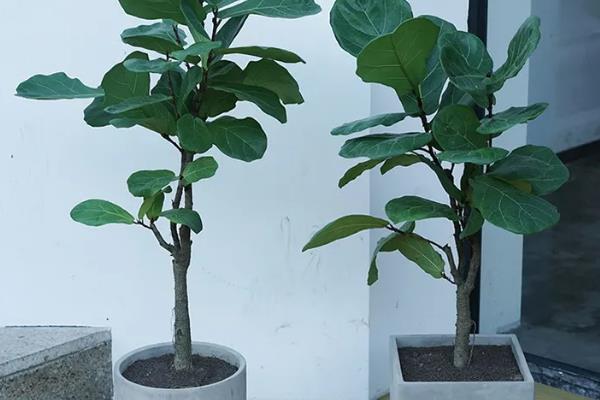 琴叶榕一年可以长多高，养护得当时能达到2米左右