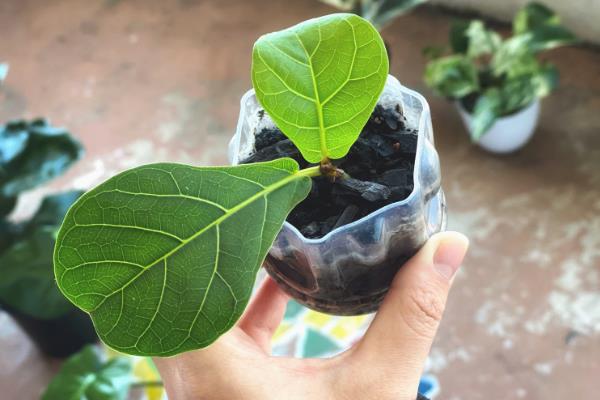 琴叶榕一年可以长多高，养护得当时能达到2米左右