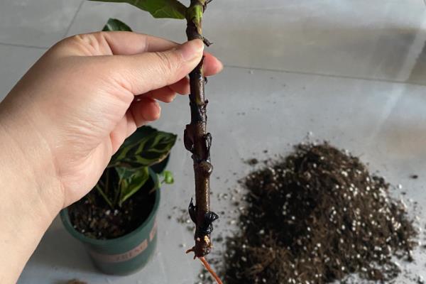 琴叶榕一年可以长多高，养护得当时能达到2米左右