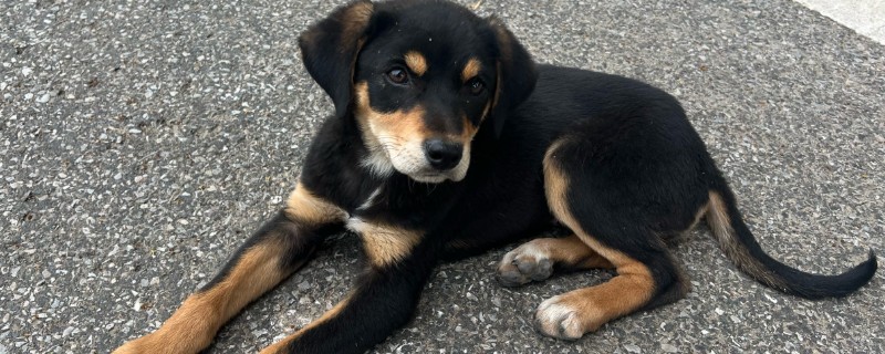 如何提升狗狗寿命,外出一定要拴绳