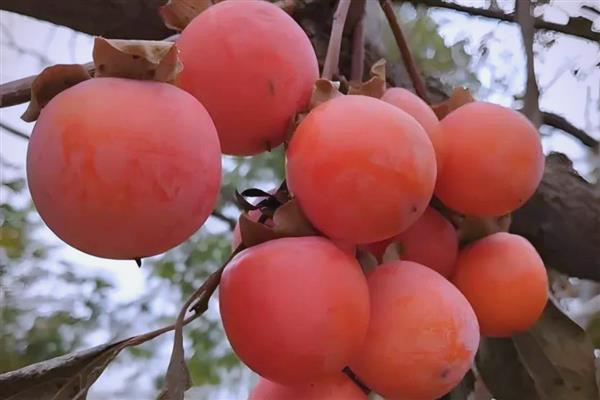 哪些水果适合在10月份出售，常见柚子、苹果、冬枣等品种