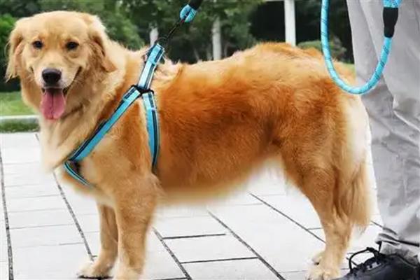 如何提升狗狗寿命,外出一定要拴绳