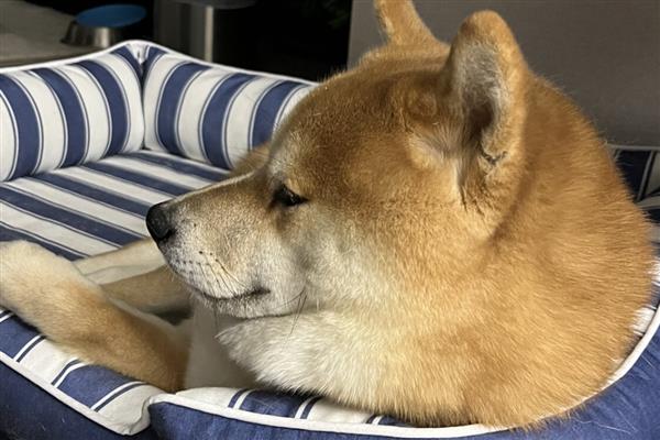 如何提升狗狗寿命,外出一定要拴绳