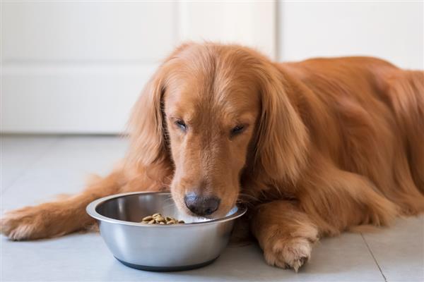 如何提升狗狗寿命,外出一定要拴绳