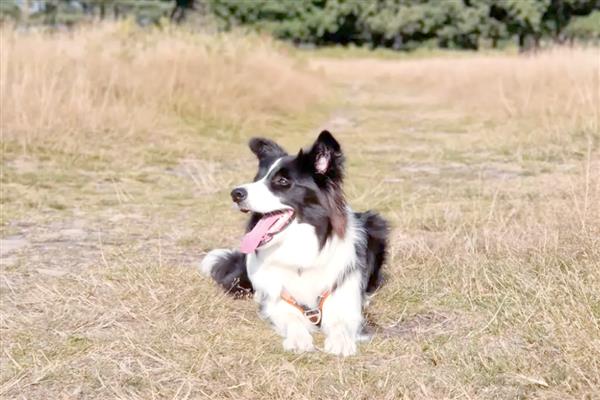 如何提升狗狗寿命,外出一定要拴绳