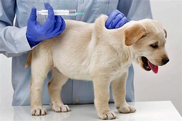 如何提升狗狗寿命,外出一定要拴绳