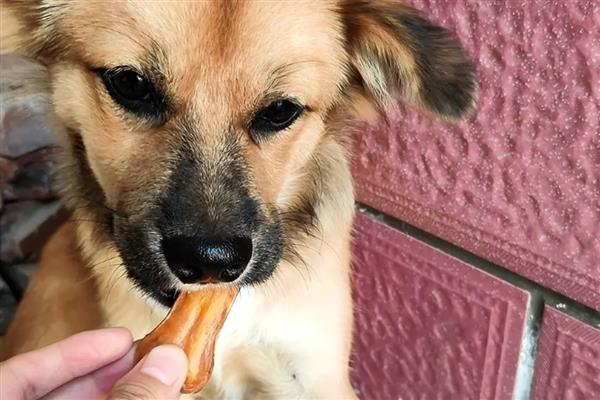 如何提升狗狗寿命,外出一定要拴绳