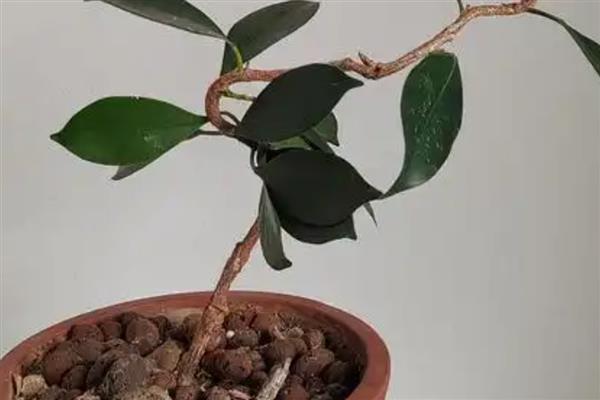 榕树的繁殖方法，可压条繁殖或扦插繁殖