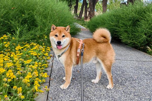 如何提升狗狗寿命,外出一定要拴绳