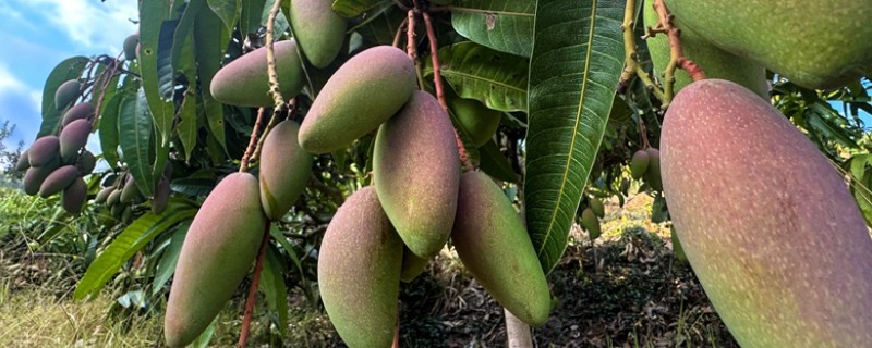 芒果适合什么地方种植，适合种植在热带和亚热带地区