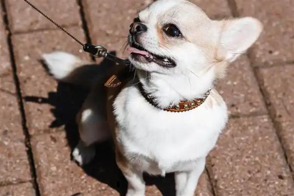 如何提升狗狗寿命,外出一定要拴绳