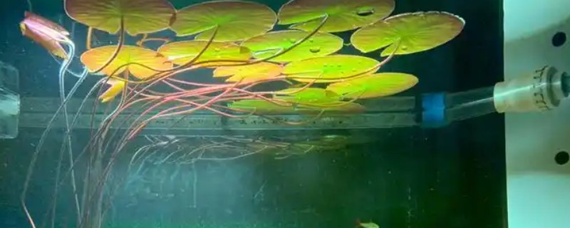 怎么养殖红荷根水草，每天提供5-6小时的光照