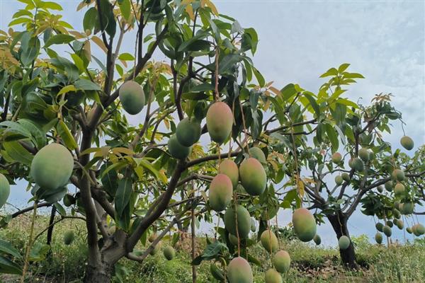 芒果适合什么地方种植，适合种植在热带和亚热带地区
