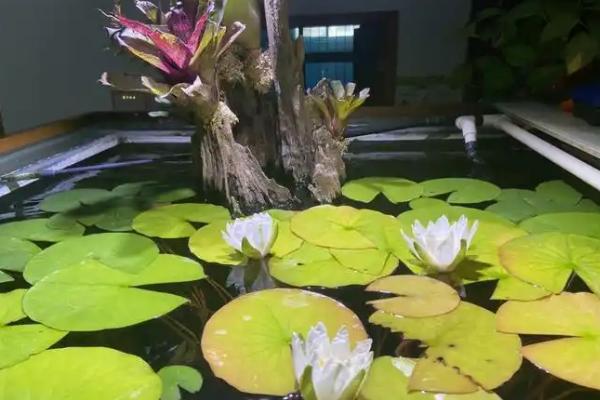 怎么养殖红荷根水草，每天提供5-6小时的光照