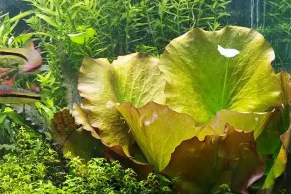 怎么养殖红荷根水草，每天提供5-6小时的光照