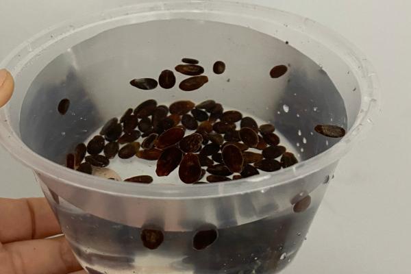 西瓜籽泡多长时间才可以发芽，需要用温水浸种2小时再放到适温中