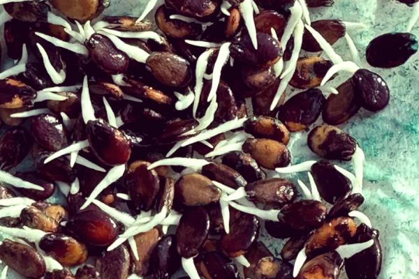 西瓜籽泡多长时间才可以发芽，需要用温水浸种2小时再放到适温中