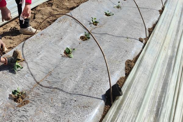 西瓜籽泡多长时间才可以发芽，需要用温水浸种2小时再放到适温中