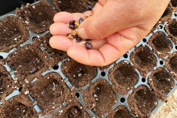 西瓜籽泡多长时间才可以发芽，需要用温水浸种2小时再放到适温中