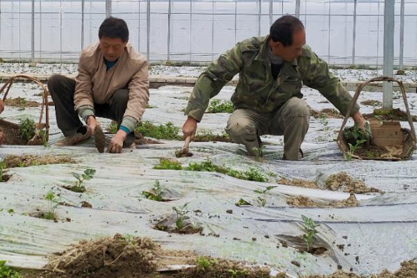 西瓜籽泡多长时间才可以发芽，需要用温水浸种2小时再放到适温中