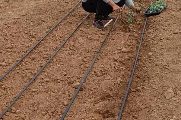 西瓜籽泡多长时间才可以发芽，需要用温水浸种2小时再放到适温中