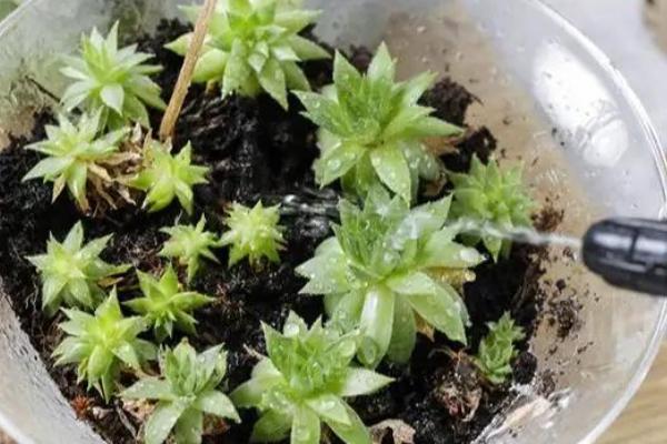 如何用水苔种植多肉植物，水苔记得提前泡在水中