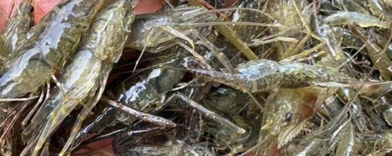 河虾一般吃什么，可以吃浮游生物、动物尸体等