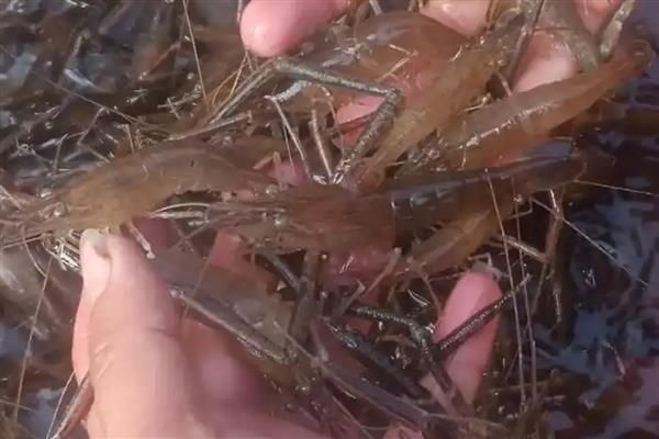 河虾一般吃什么，可以吃浮游生物、动物尸体等