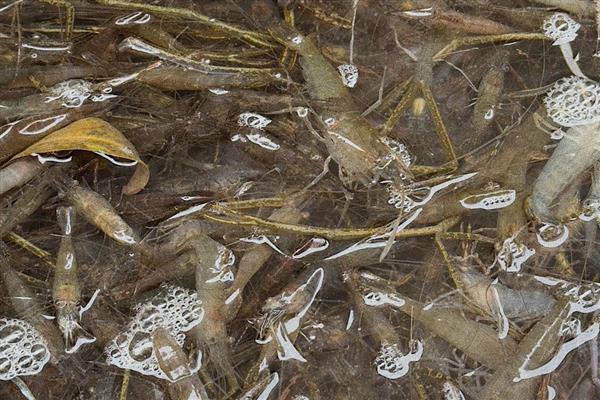 河虾一般吃什么，可以吃浮游生物、动物尸体等