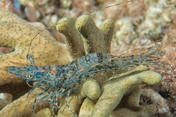 河虾一般吃什么，可以吃浮游生物、动物尸体等