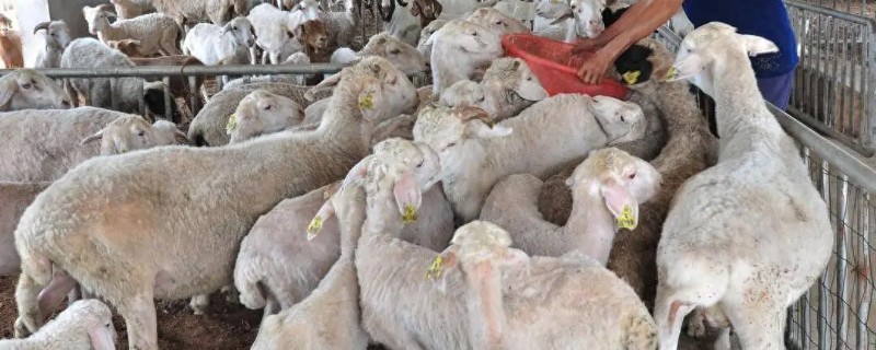 羊生长到几岁就停止生长，通常16个月就会停止生长