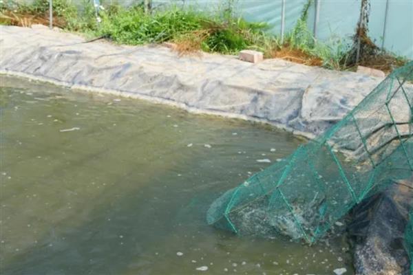 河虾一般吃什么，可以吃浮游生物、动物尸体等