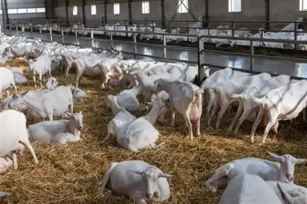 羊生长到几岁就停止生长，通常16个月就会停止生长