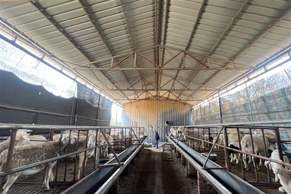 羊生长到几岁就停止生长，通常16个月就会停止生长