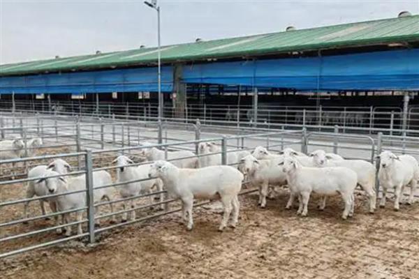 羊生长到几岁就停止生长，通常16个月就会停止生长