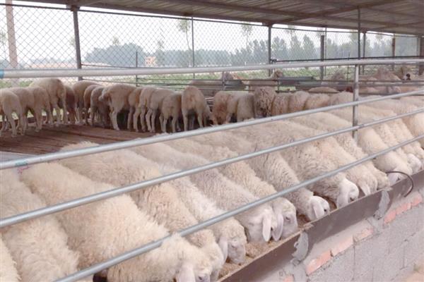 羊生长到几岁就停止生长，通常16个月就会停止生长