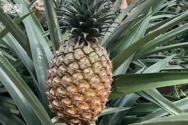 凤梨和菠萝的区别，外观和果肉均不同