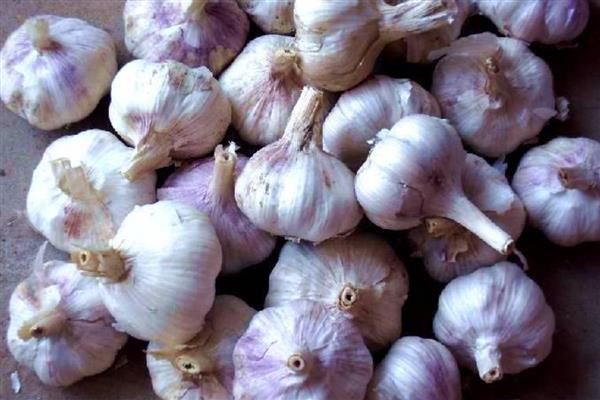 新疆伊宁市的农特土产品，有马铃薯、薰衣草精油等