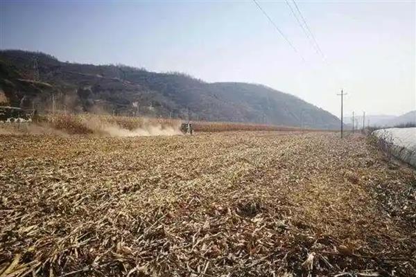 玉米秸秆还田有什么作用，能起到改善土壤结构、增加有机质含量等效果