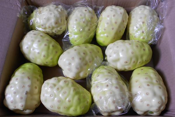 诺丽果的存放时间，冰箱冷藏可保存8-9天