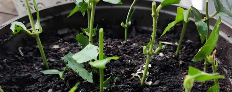 茉莉怎么土培扦插，在5-10月份进行