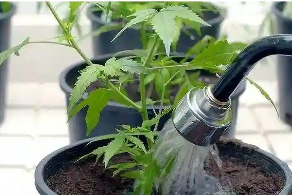 育苗盆如何使用，育苗之前需做好消毒杀菌工作