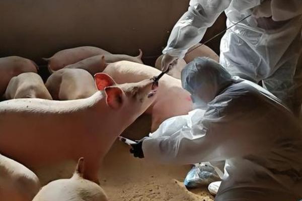 猪口蹄疫过多久会痊愈，一般需要5-7天左右