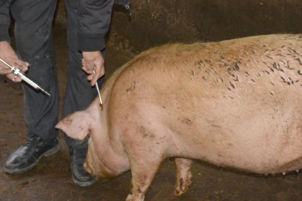 猪口蹄疫过多久会痊愈，一般需要5-7天左右