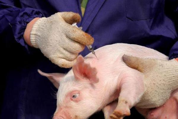 猪口蹄疫过多久会痊愈，一般需要5-7天左右