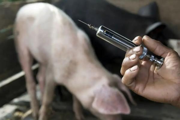 猪口蹄疫过多久会痊愈，一般需要5-7天左右