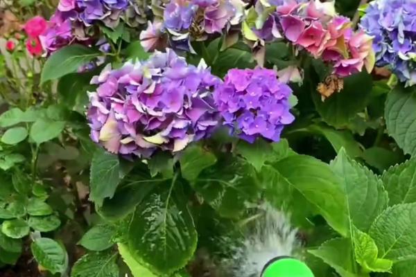 绣球花蔫了如何解决，光照过强时要为它遮阴